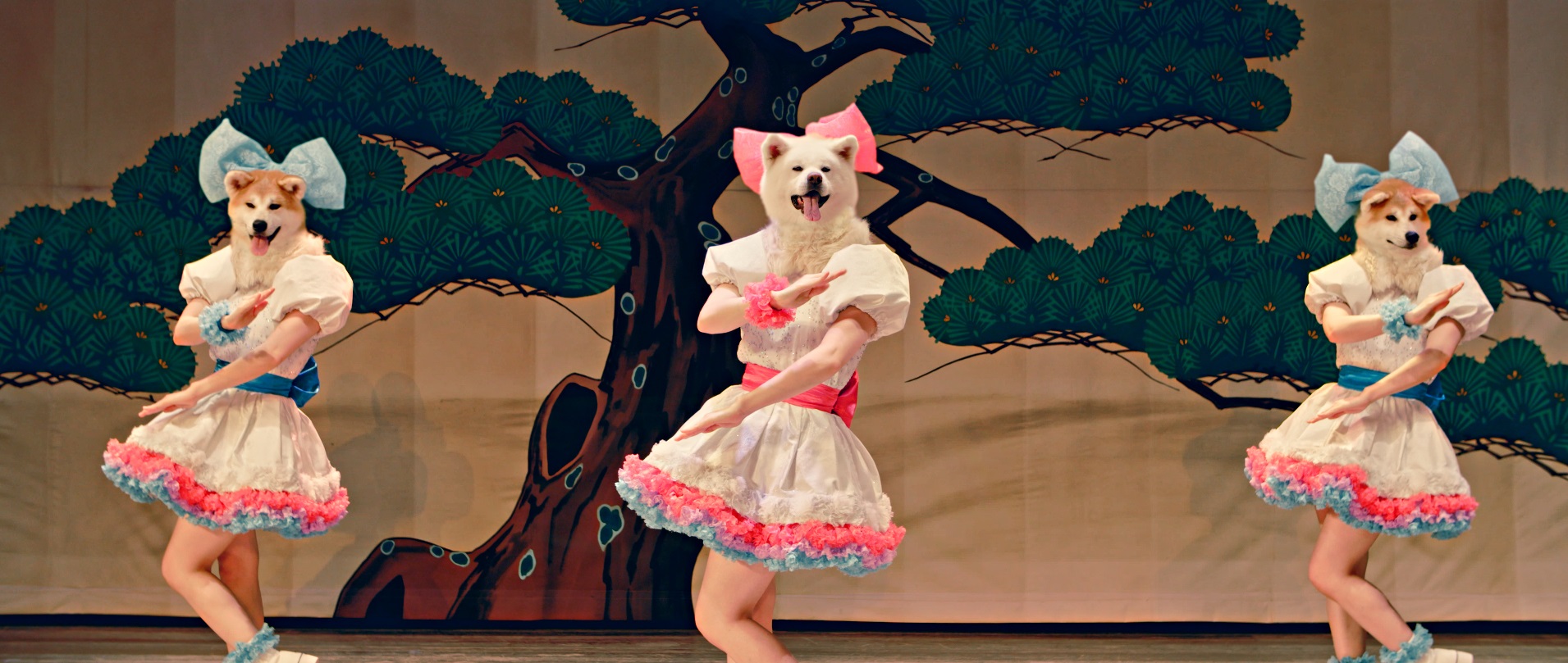 Fur Out! Canine Idols Woo(f) Tourists to Akita